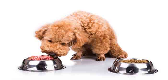 Poodle dog chooses delicious raw meat over kibbles as meal