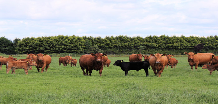 Protect against Schmallenberg in spring calving sucklers by vaccinating pre-service