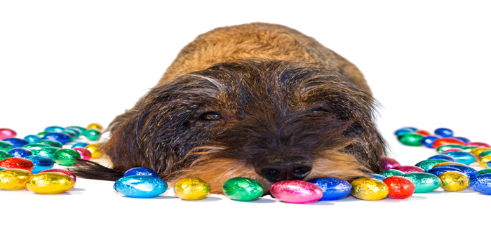 BVA issues Easter chocolate warning