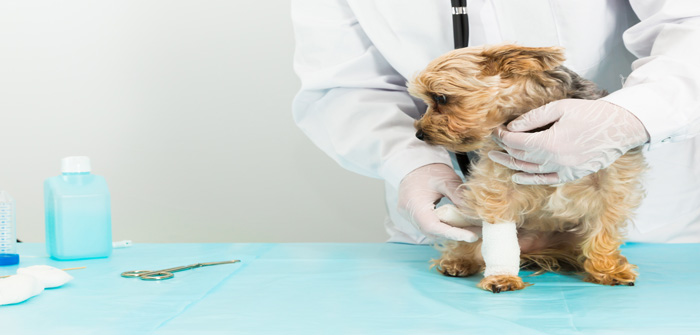 Owners should be aware of Alabama Rot symptoms, urges BVA