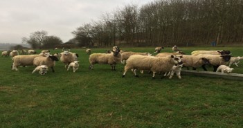 Are you ready for the nematodirus challenge? Elanco sheep pic