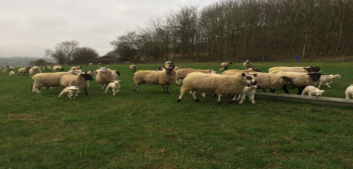 Are you ready for the nematodirus challenge?