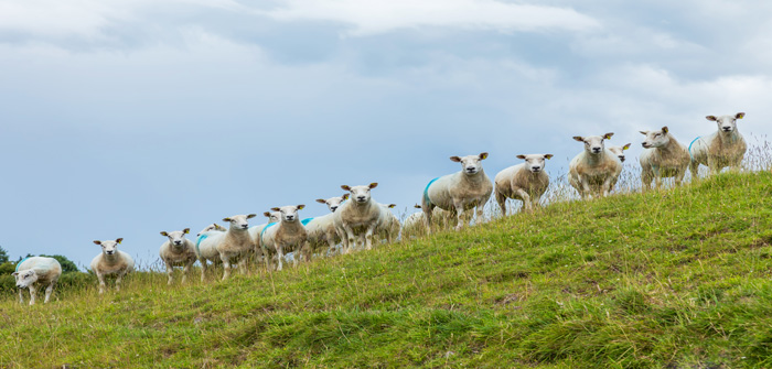 SCOPS calls for action after first reports of resistance to group 4 wormers