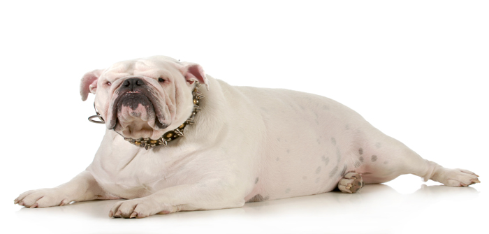 Raising awareness of pet obesity