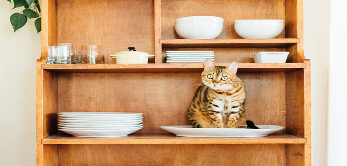 Bayer highlights vital role SQPs can play in educating cat owners