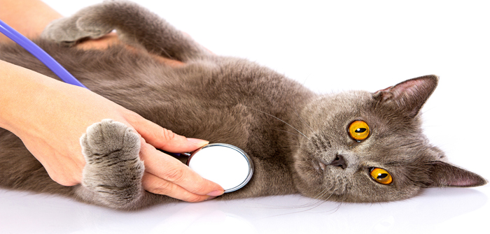 May is Feline Hypertension Month!
