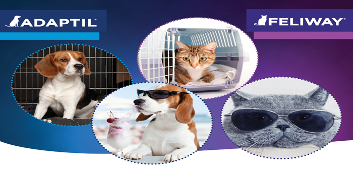 The holiday season can be stressful for both pets and their owners