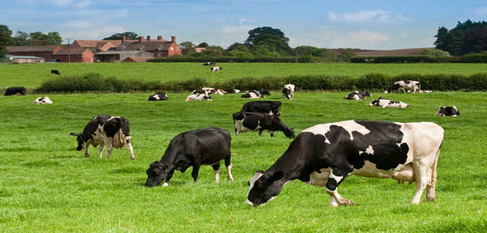 Raising a glass on World Milk Day
