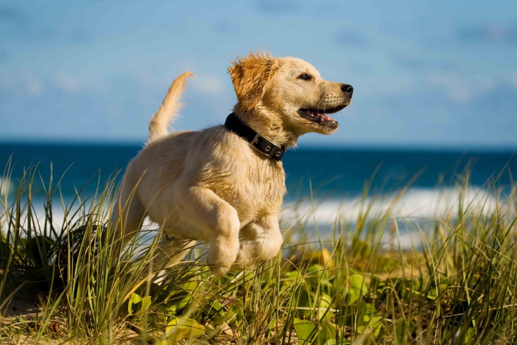 PDSA’s advice on keeping pets safe over summer