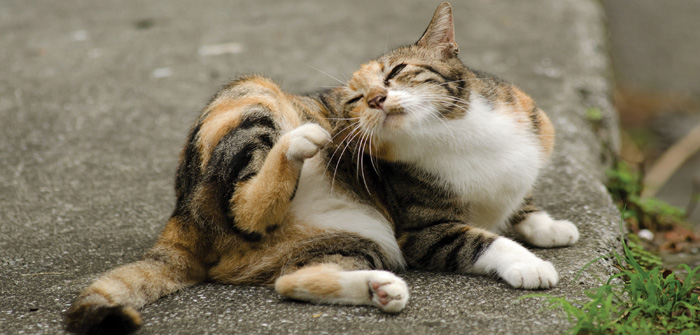 Pets at Home warns of flea epidemic