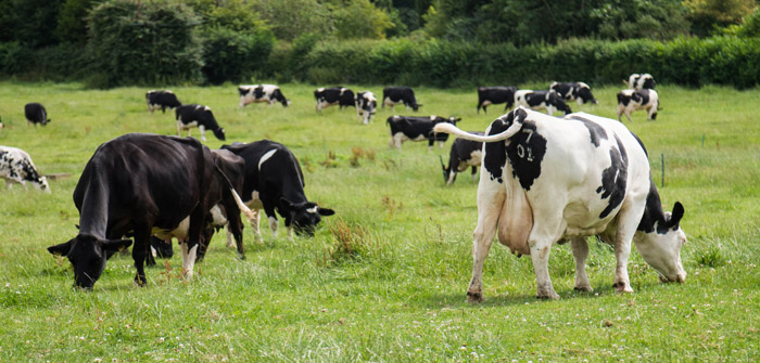 Boehringer Ingelheim adds to the Bovikalc range