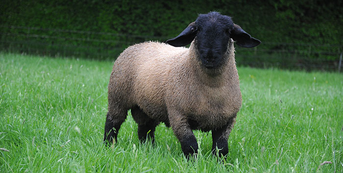 Greater intake from copper antagonists likely this season