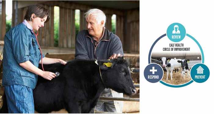 Cross-industry organisations launch Calf Health campaign