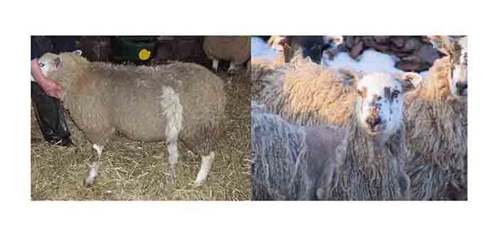 Examples of Sheep scab