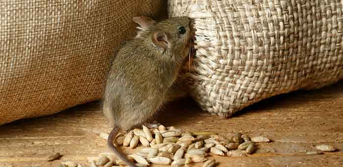 AHDA offers advice regarding sales of rodenticides