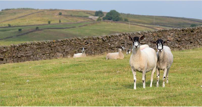 Farming’s crucial environmental role showcased at landmark conference