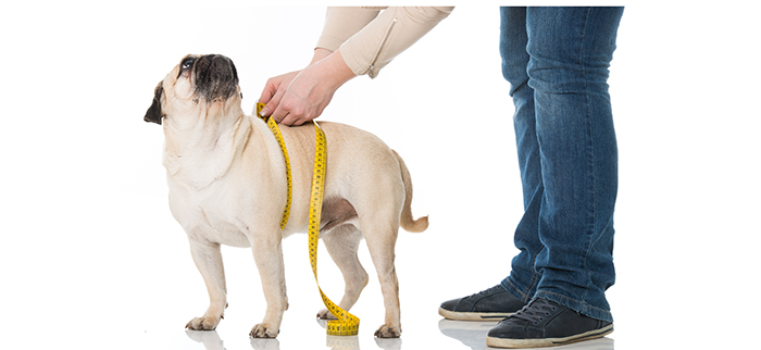 Research reveals overweight dogs may live shorter lives