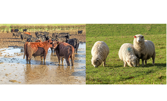 No let-up in parasite threats to sheep and cattle over winter