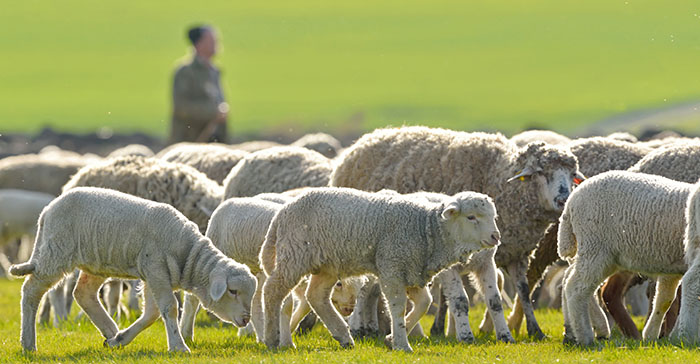 SQPs encouraged to use the blowfly tracker