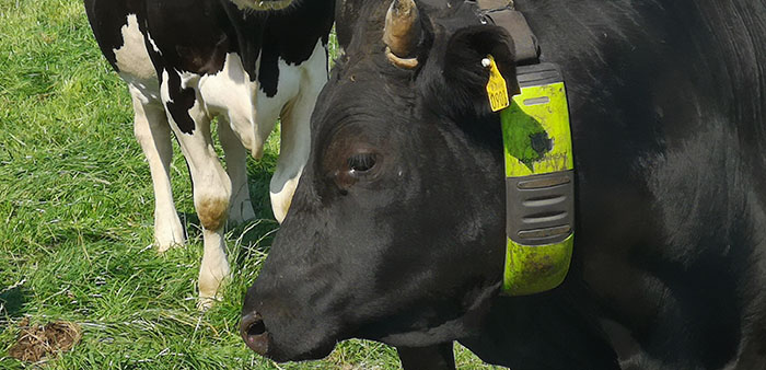 Farmers losing up to £215 per cow due to “poor breeding performance”