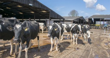 TB cattle vaccination trials to start in England and Wales Cows in yard