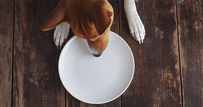 BVA reminds owners to keep sweet treats out of the reach of pets this Easter