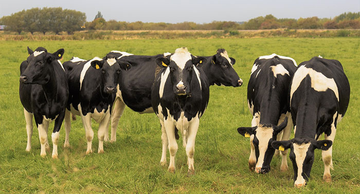 Farmers urged to make best use of Spring grass and prolong the grazing season