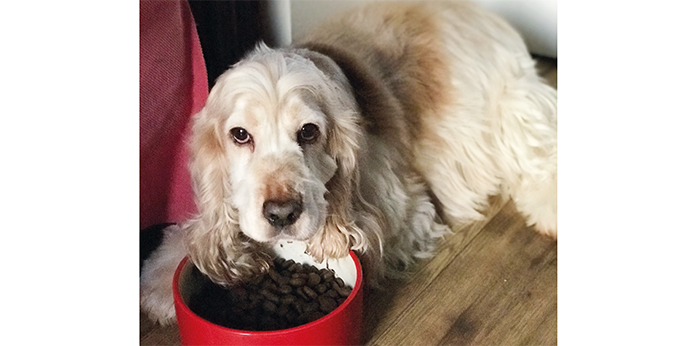 Poor pet profile pics may impact their chance of adoption