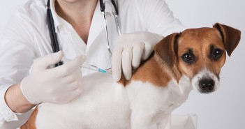BVA presses for urgent action to secure animal sentience into UK legislation veterinary surgeon is giving the vaccine to the dog