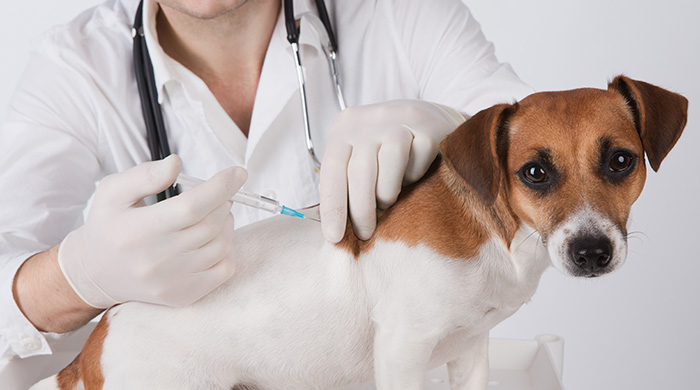 Major players unite in commitment to evidence-based veterinary medicine