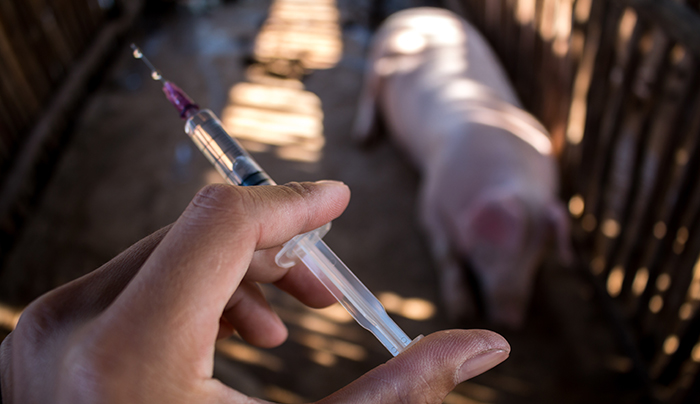 BVA calls on farmers to be empowered in responsible use of antimicrobials