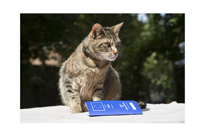 Government issues four-month pet passport warning