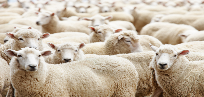 SCOPS says nematodirus forecasting tool proving invaluable