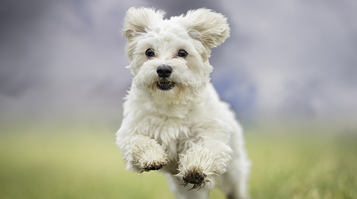BVA welcomes renewed calls to enshrine animal sentience in law