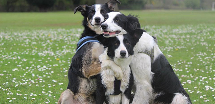 Natures Menu research highlights dogs really are our best friends