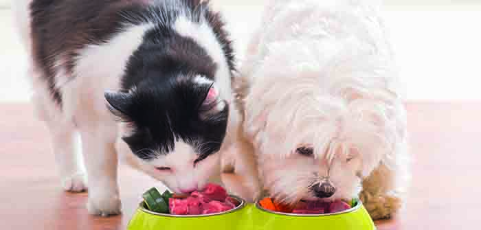 Dog and cat eating natural food from a bowl