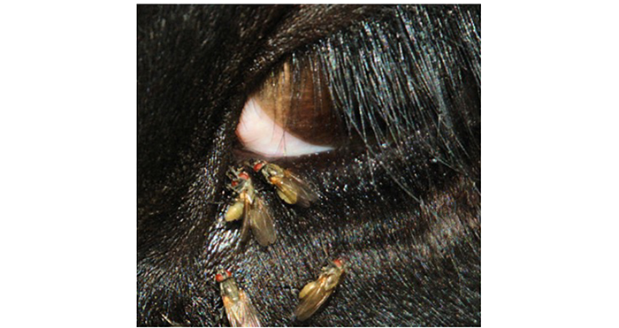The surge of headflies from mid-July