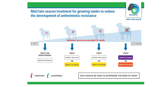 Farmers encouraged to use newer wormers as mid-season lamb dose