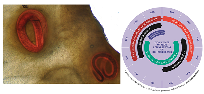 New blood test for diagnosing small redworm to launch next month