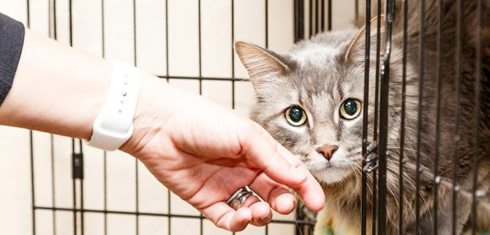 Hand Petting Scared Cat in Cage