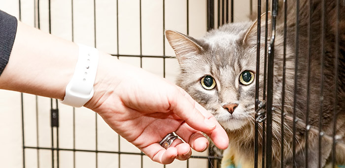 More cats rescued than any other animal