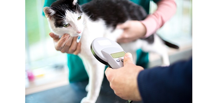 Identifying cat with microchip device