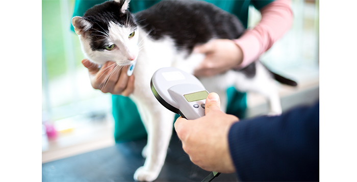 Government seeks views on cat microchipping