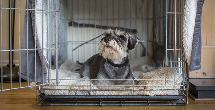 Bonfire night the most stressful night of the year for pets