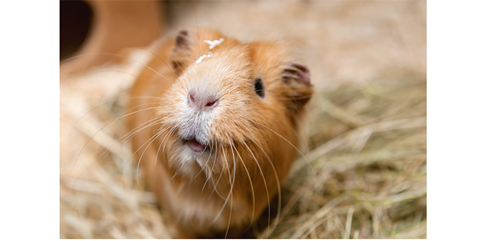The importance of hay for guinea pigs