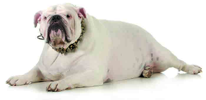 Obesity cited as a “significant factor” in 50% of the most common pet illnesses