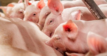 New feed range meets increased demands of the hyperprolific breeding sow LivaPig-improves-piglet-vitality