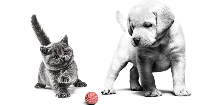 Choosing the right nutrition for puppies and kittens