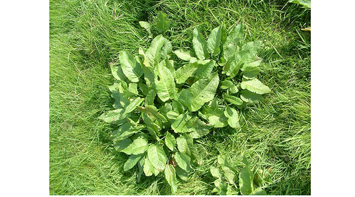 Corteva Agriscience says plan to spray docks before first cut silage