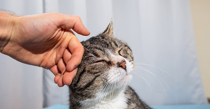 Covid-19: British Veterinary Association statement on cats